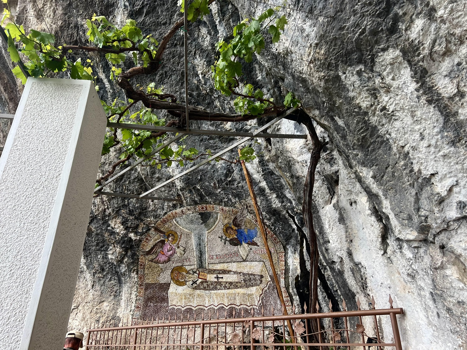 Виноградная лоза