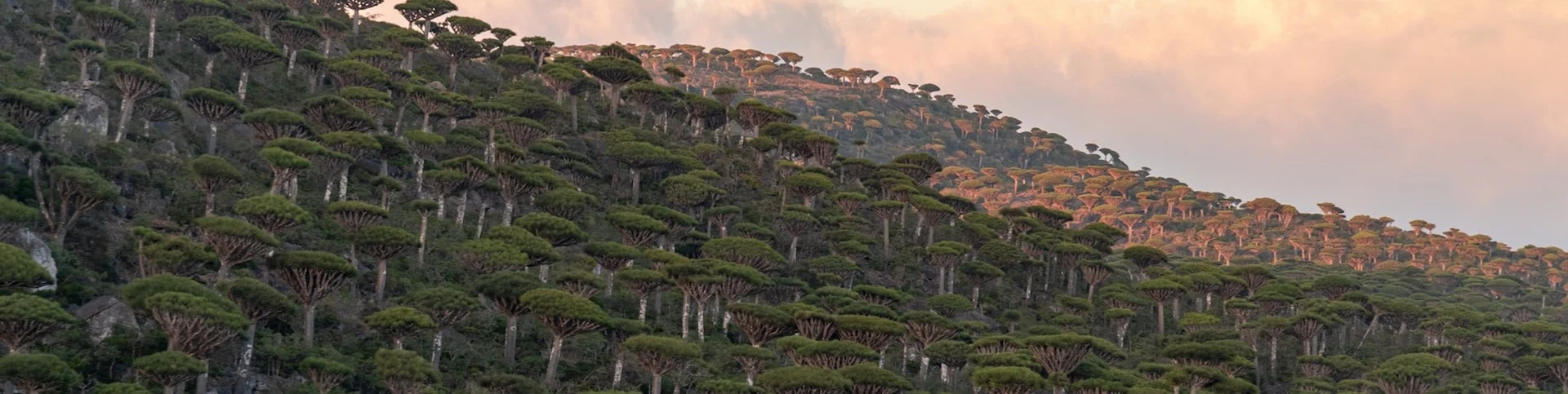 Yemen